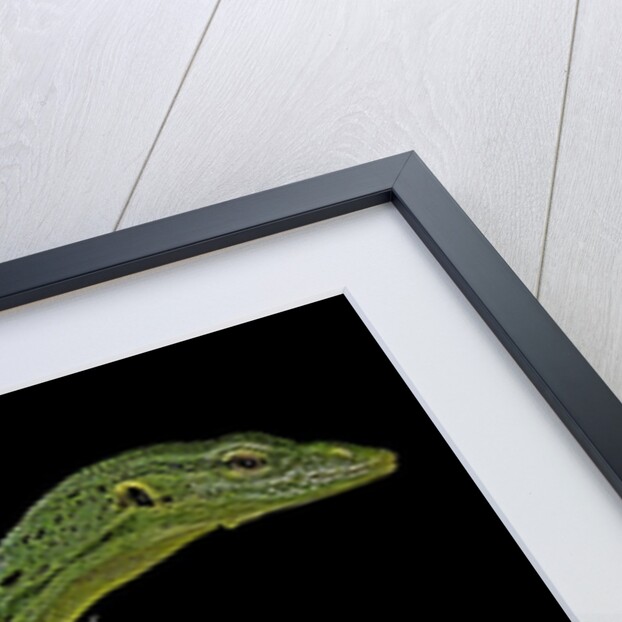 Varanus prasinus (emerald monitor) by Anonymous