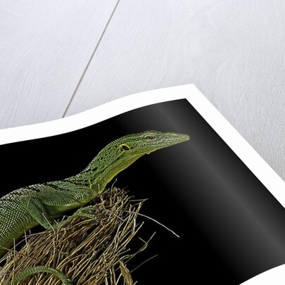 Varanus prasinus (emerald monitor) by Anonymous