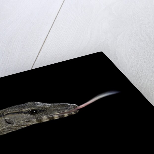 Varanus rudicollis (roughneck monitor) by Anonymous