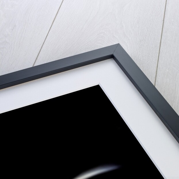 Varanus rudicollis (roughneck monitor) by Anonymous