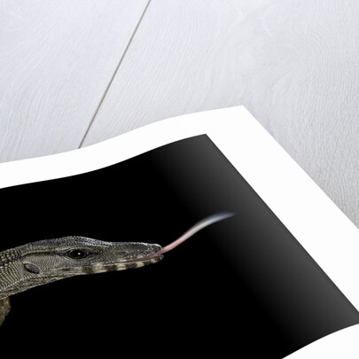 Varanus rudicollis (roughneck monitor) by Anonymous