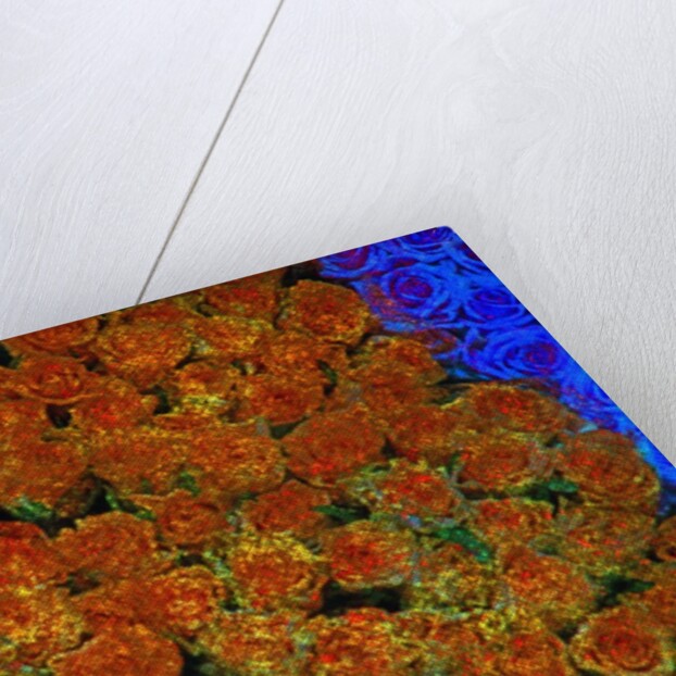 Roses by Anonymous