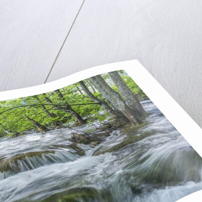 Mountain Stream by Anonymous