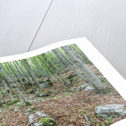 Mountain Forest by Anonymous
