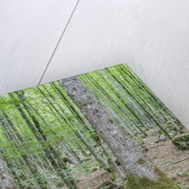 Mountain Forest by Anonymous