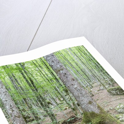 Mountain Forest by Anonymous