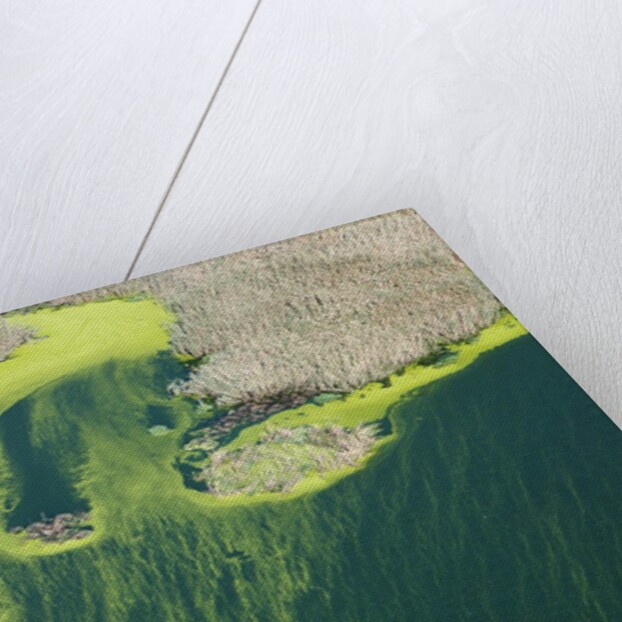 Aerial view of green algae on pond by Anonymous