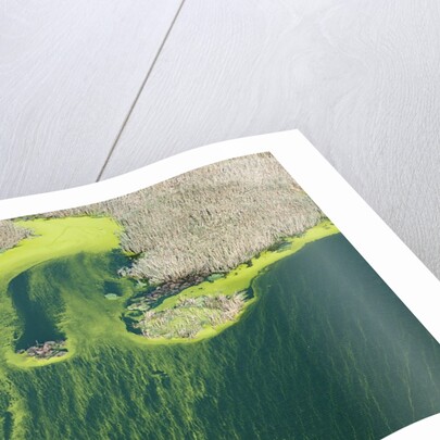 Aerial view of green algae on pond by Anonymous