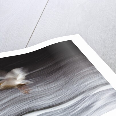 Great White Pelican, Kenya by Anonymous
