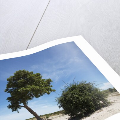 Trees in Chobe National Park by Anonymous