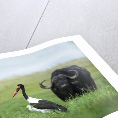 Saddlebilled stork and buffalo, Botswana by Anonymous