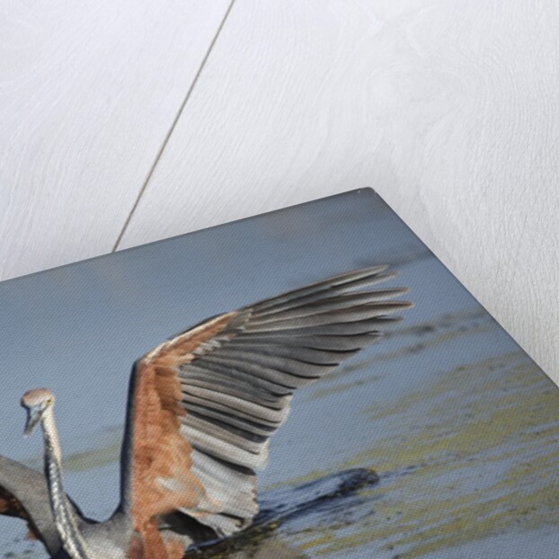 Goliath Heron with spread wings by Anonymous
