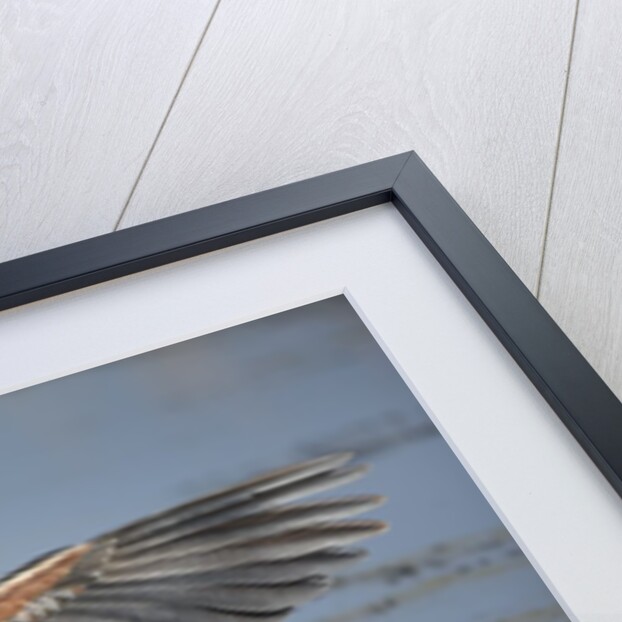 Goliath Heron with spread wings by Anonymous