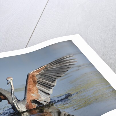 Goliath Heron with spread wings by Anonymous