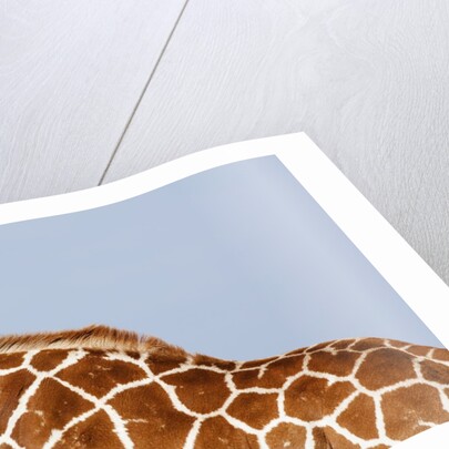 Reticulated giraffe neck, Kenya by Anonymous