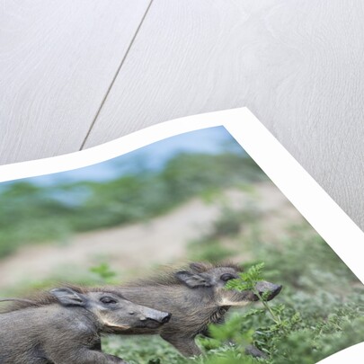Warthog piglets, Botswana by Anonymous