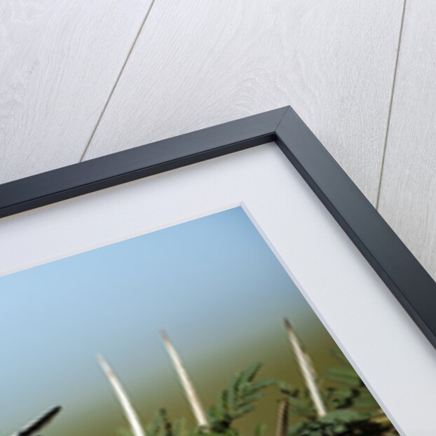 Bird in thorns, Kenya by Anonymous