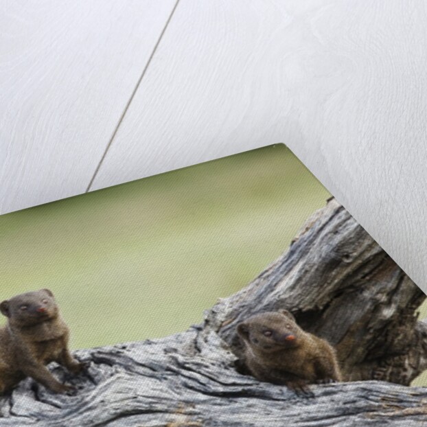 Dwarf Mongoose on log, Botswana by Anonymous