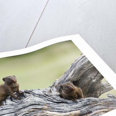 Dwarf Mongoose on log, Botswana by Anonymous