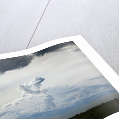 Giraffe and storm clouds, Botswana by Anonymous