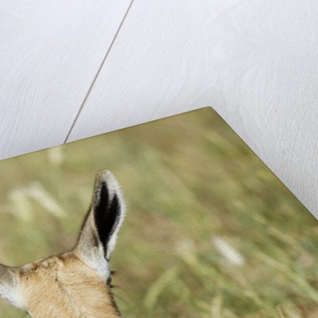 Springbok calf ears by Anonymous