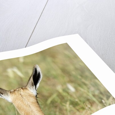 Springbok calf ears by Anonymous
