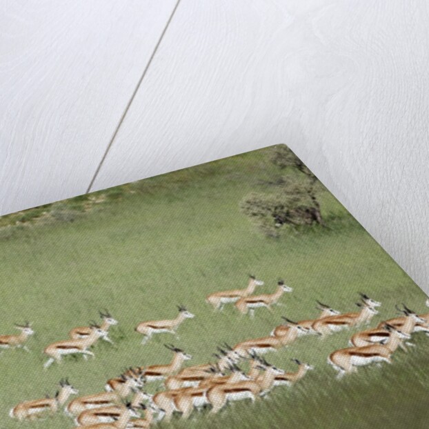 Springbok Herd by Anonymous