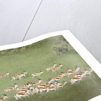 Springbok Herd by Anonymous