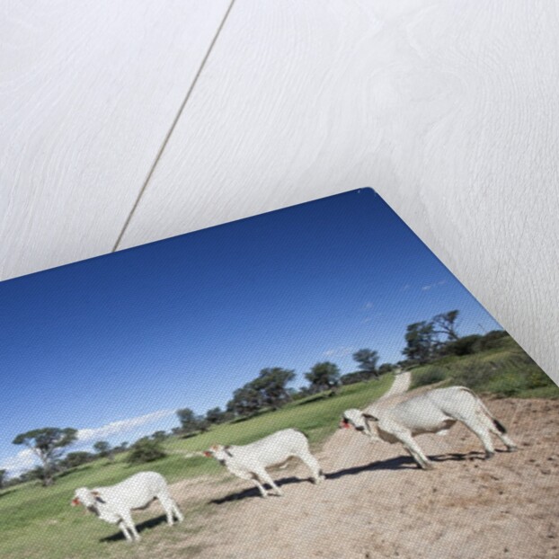 Donkey and cows by Anonymous