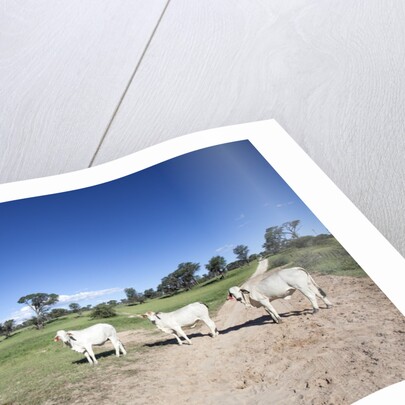 Donkey and cows by Anonymous