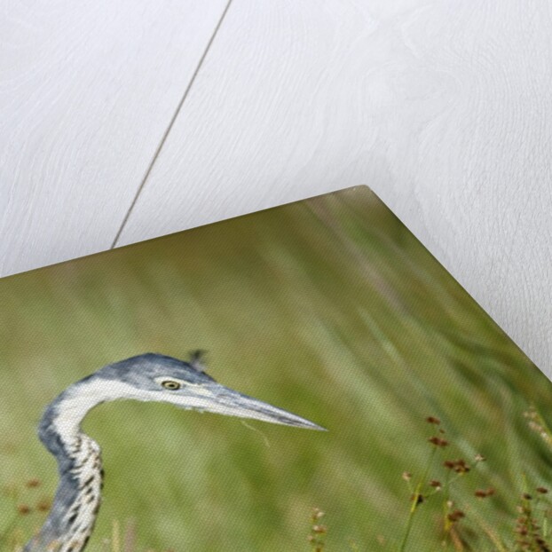 Blackheaded Heron hunting mice by Anonymous