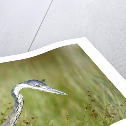 Blackheaded Heron hunting mice by Anonymous