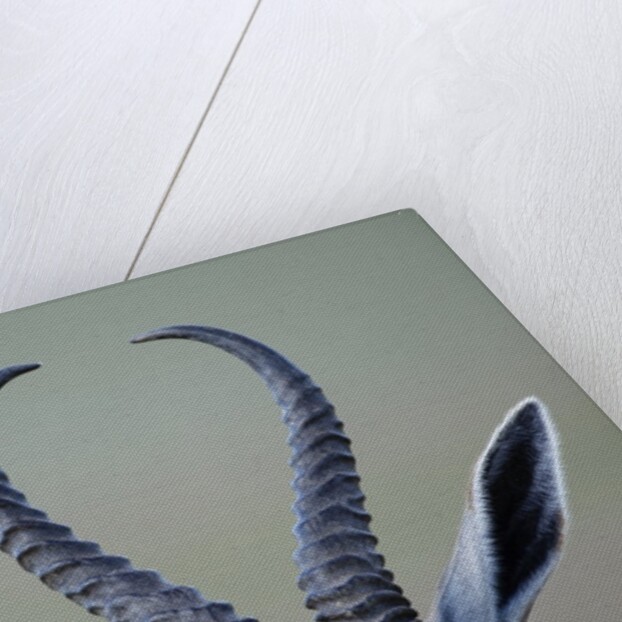 Horns and ears of Springbok by Anonymous