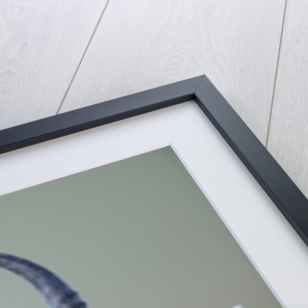 Horns and ears of Springbok by Anonymous