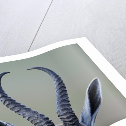 Horns and ears of Springbok by Anonymous