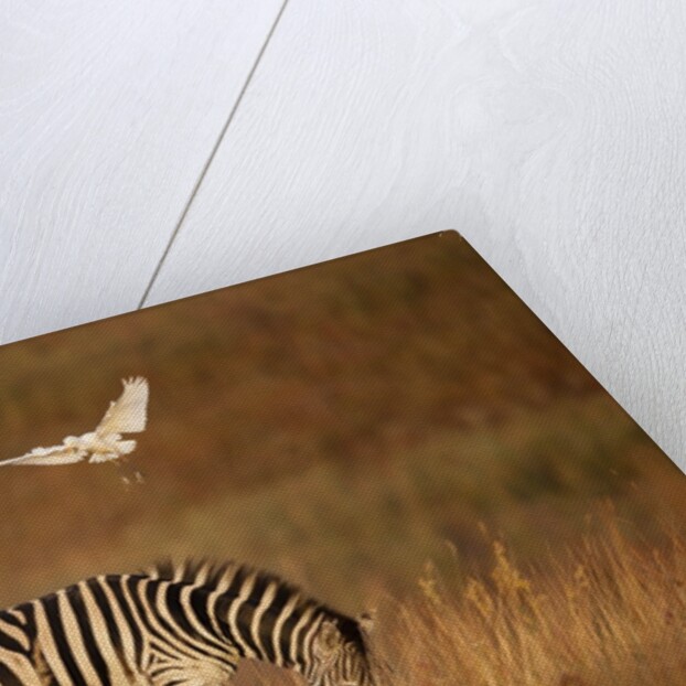 Cattle Egret ride on Zebras by Anonymous