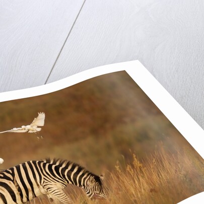 Cattle Egret ride on Zebras by Anonymous