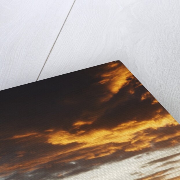 Acacia tree silhouette at dawn, Kenya by Anonymous