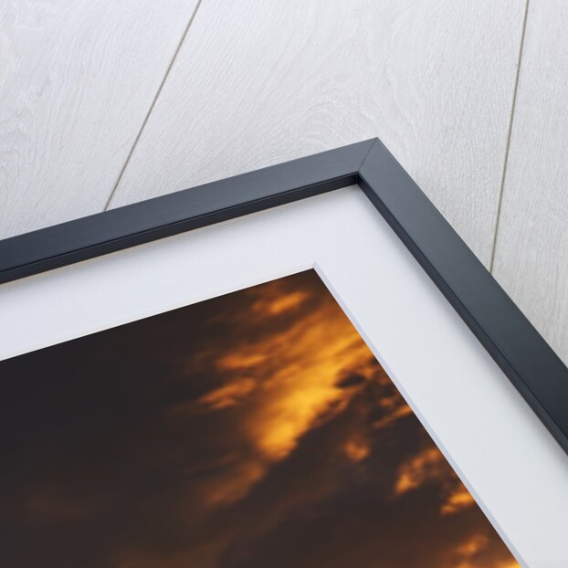 Acacia tree silhouette at dawn, Kenya by Anonymous