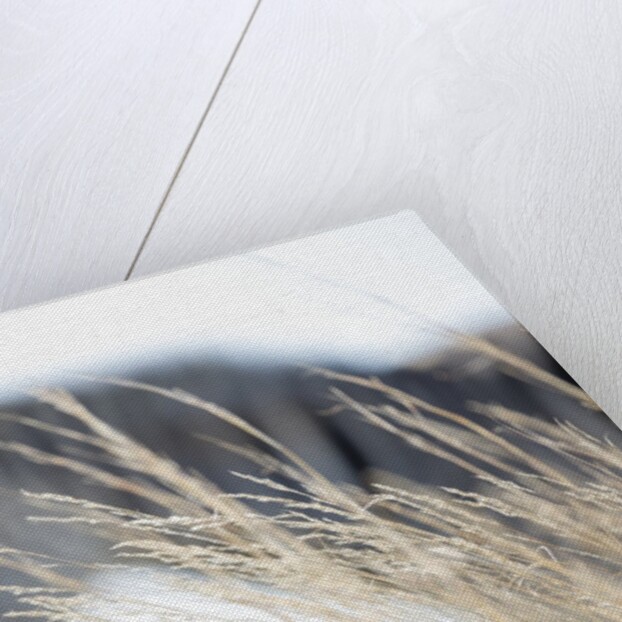 Zebra and thatch grass by Anonymous