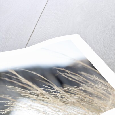 Zebra and thatch grass by Anonymous
