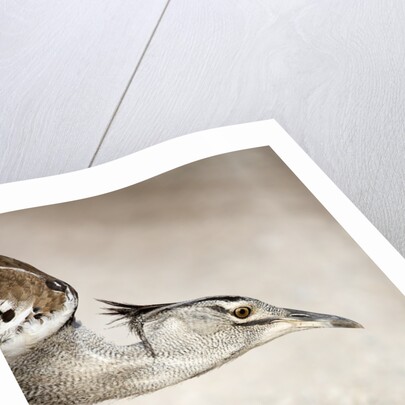 Kori Bustard, Botswana by Anonymous