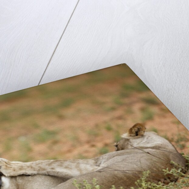 Young lions playing, Botswana by Anonymous