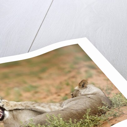 Young lions playing, Botswana by Anonymous