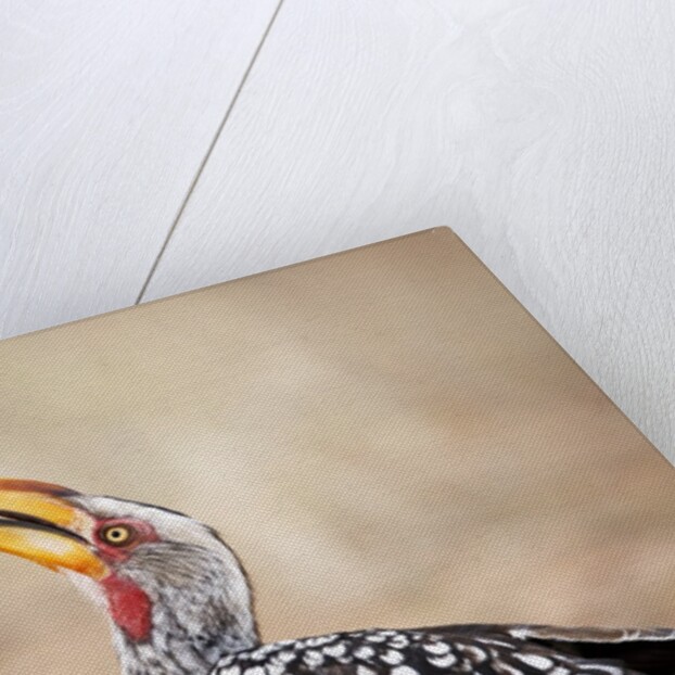 Yellow-billed Hornbill, Botswana by Anonymous