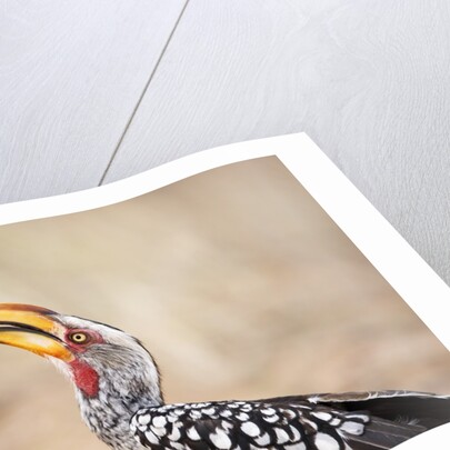 Yellow-billed Hornbill, Botswana by Anonymous