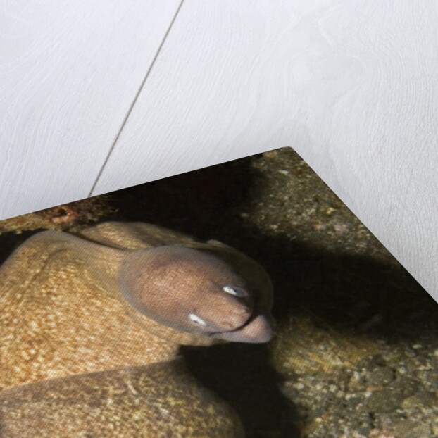 White-Eyed Moray Eels by Anonymous