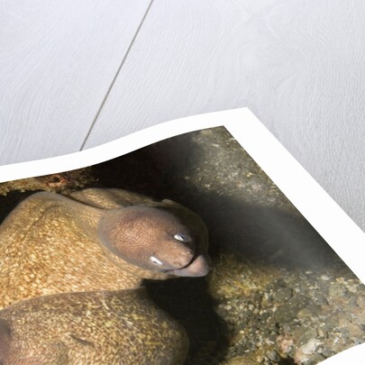 White-Eyed Moray Eels by Anonymous