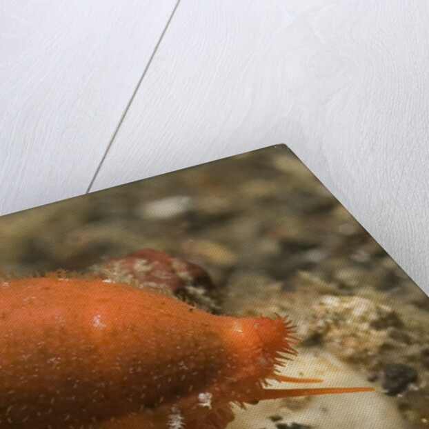 Translucent Tapering Cowrie by Anonymous