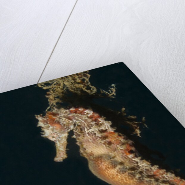 Common Seahorse by Anonymous